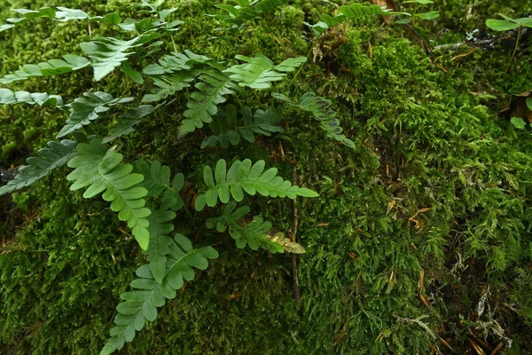 Yosun ve ferns ormandaki yeşil