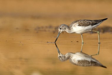 Ortak Greenshank, Tringa nebularia, gün batımında suda yiyecek aramak.