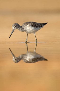 Ortak Greenshank, Tringa nebularia, gün batımında suda yiyecek aramak.