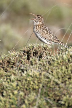 Dupont tarlası, Chersophilus duponti, kendi habitatında şarkı söylüyor, İspanya