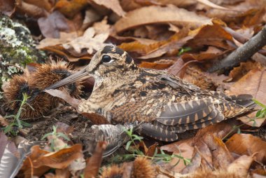 Avrasya orman horozu, Scolopax rusticola, sonbaharda yaprakların arasında kamufle oldu.
