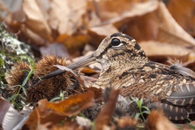 Avrasya orman horozu, Scolopax rusticola, sonbaharda yaprakların arasında kamufle oldu.