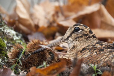 Avrasya orman horozu, Scolopax rusticola, sonbaharda yaprakların arasında kamufle oldu.