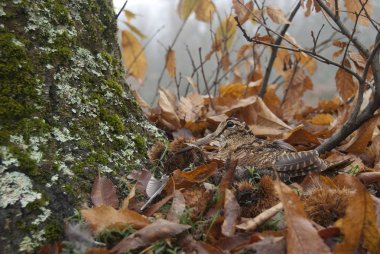 Avrasya orman horozu, Scolopax rusticola, sonbaharda yaprakların arasında kamufle oldu.