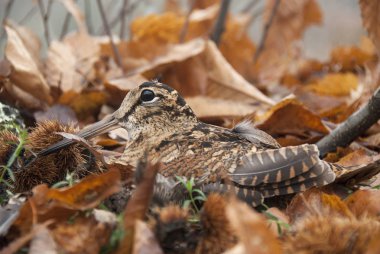 Avrasya orman horozu, Scolopax rusticola, sonbaharda yaprakların arasında kamufle oldu.