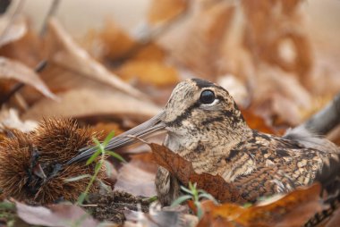 Avrasya orman horozu, Scolopax rusticola, sonbaharda yaprakların arasında kamufle oldu.