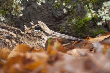 Avrasya orman horozu, Scolopax rusticola, sonbaharda yaprakların arasında kamufle oldu.