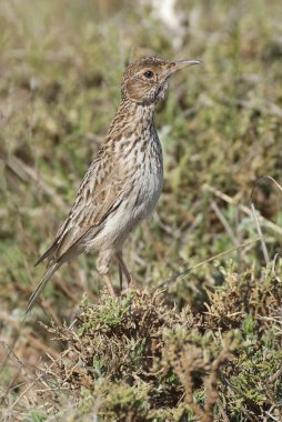 Dupont, Chersophilus duponti 'nin tarlası, İspanya' da.