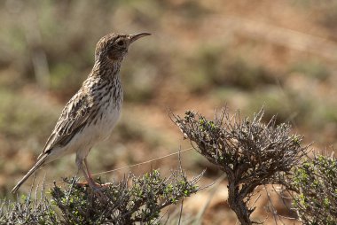 Dupont, Chersophilus duponti 'nin tarlası, İspanya' da.