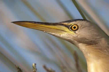 Küçük Bittern 'in Portresi (Ixobrychus minute)