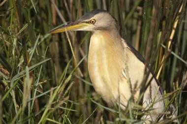 Küçük Bittern 'in Portresi (Ixobrychus minute)