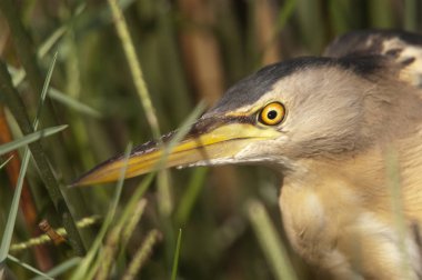 Küçük Bittern 'in Portresi (Ixobrychus minute)