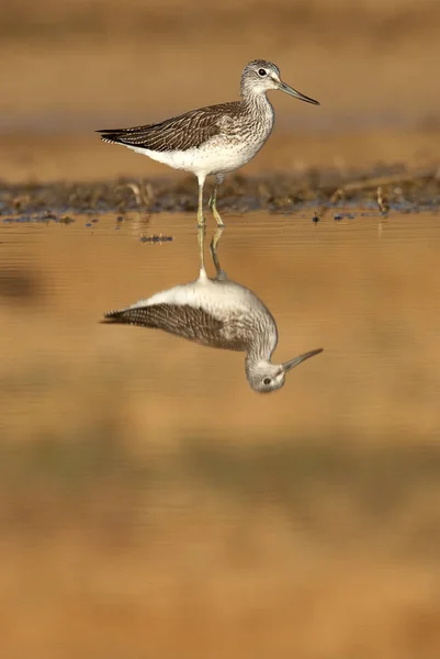 Tige Serre Commune Tringa Nebularia Recherche Nourriture Dans Eau Coucher — Photo