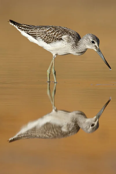 Tige Serre Commune Tringa Nebularia Recherche Nourriture Dans Eau Coucher — Photo