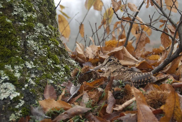 Avrasya Orman Horozu Scolopax Rusticola Sonbaharda Yaprakların Arasında Kamufle Oldu — Stok fotoğraf