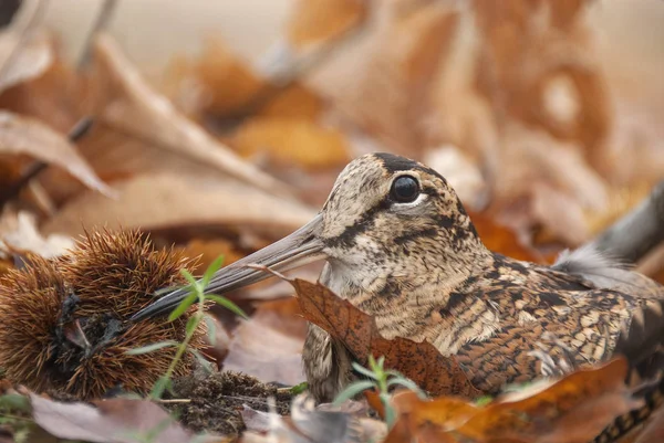 Eurasian Woodcock Scolopax Rusticola Camouflaged Leaves Autumn — Stock Photo, Image