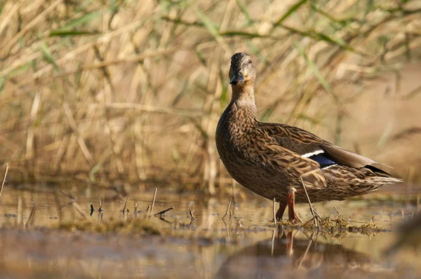 Female wild duck ( Anas platyrhynchos )