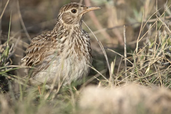 Lark Dupont Chersophilus Duponti Its Habitat Spain — Stock Photo, Image