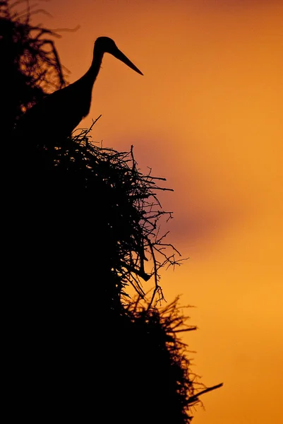 Cigüeña Blanca Nido Atardecer Ciconia Ciconia — Foto de Stock