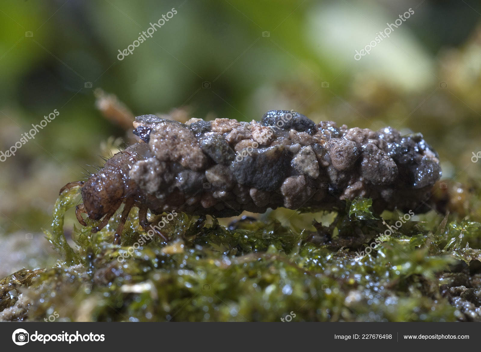Frignea Caddisfly Larvae Water Built Home Trichoptera Caddisfly — Stock Photo © jalonsohu 227676498