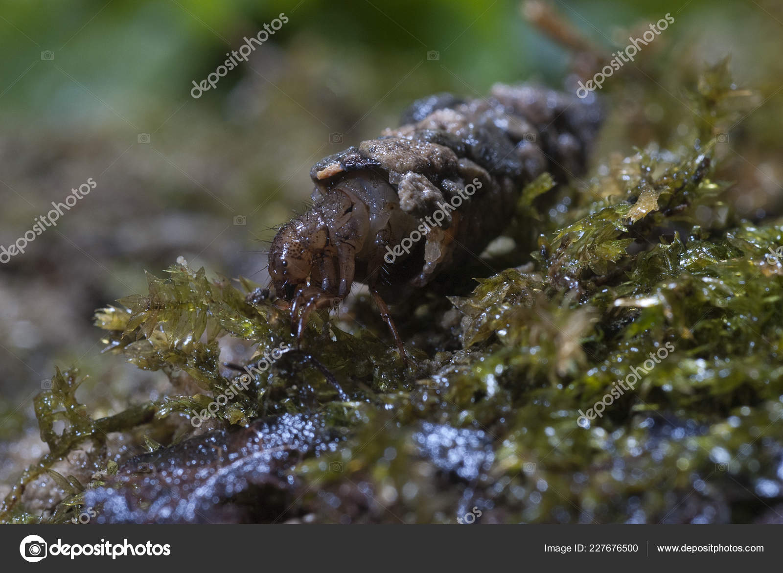 Frignea Caddisfly Larvae Water Built Home Trichoptera Caddisfly Stock