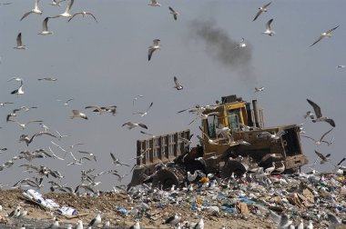 Birds looking for food in the trash, Seagulls clipart