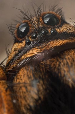Yakın çekim kurt türü, Lycosa tarantula