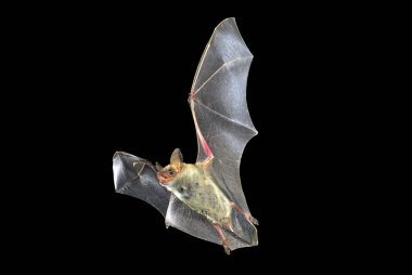 Flying bat with black background, Myotis myotis clipart