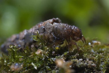 frignea, Caddisfly larva içinde inşa edilmiş ev sular altında. Trichoptera. (Caddisfly)