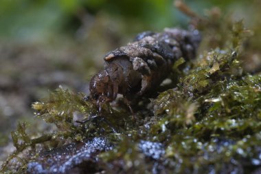 frignea, Caddisfly larva içinde inşa edilmiş ev sular altında. Trichoptera. (Caddisfly)