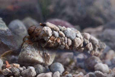 frignea, Caddisfly larvae under the water in the built home. Trichoptera. (Caddisfly) clipart