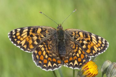 Heath Fritillary, Melitaea atalia çimlerin üzerinde dinleniyor, kelebek