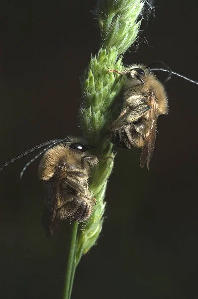 Пчелы Спят Колосе Хлопьев — стоковое фото