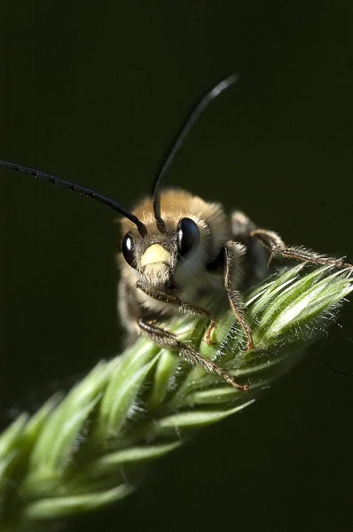 Bees Sleeping Spike Cereal — Stock Photo, Image