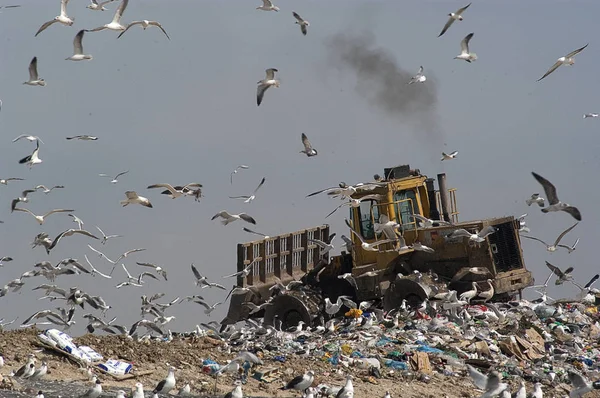 Birds looking for food in the trash, Seagulls