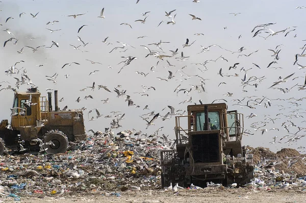 Birds looking for food in the trash, Seagulls