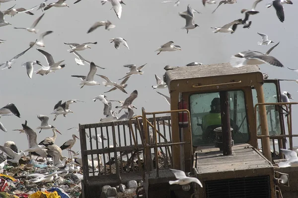 Birds looking for food in the trash, Seagulls