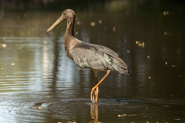 Cicogna Nera Ciconia Nigra Giovane Cerca Cibo Acqua — Foto Stock