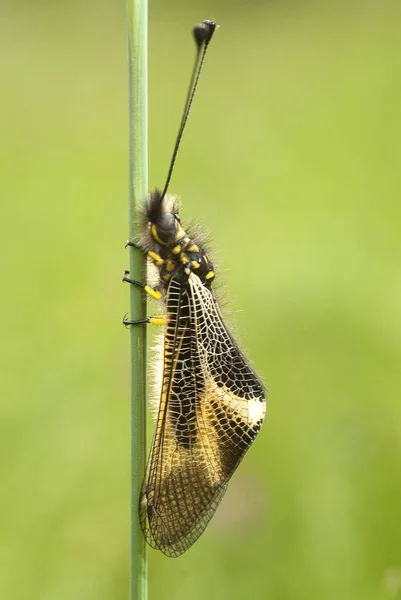 Close Ascalaphus Libelluloides Owlfly — Stock Photo, Image