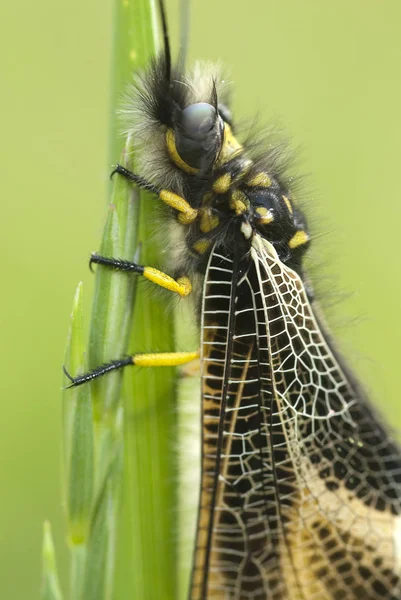 Zbliżenie Ascalaphus Libelluloides Owlfly — Zdjęcie stockowe