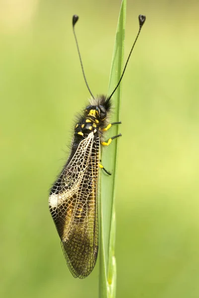 Primer Plano Ascalaphus Libelluloides Owlfly — Foto de Stock