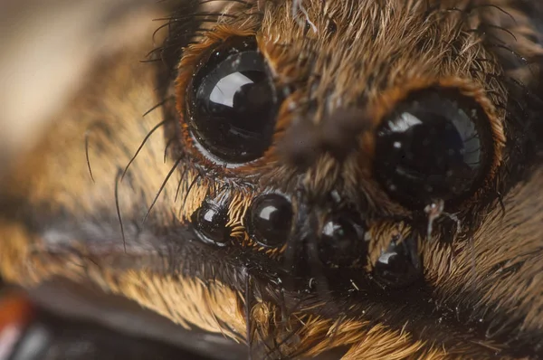 Closeup Wolf Spider Species Lycosa Tarantula — Stock Photo, Image