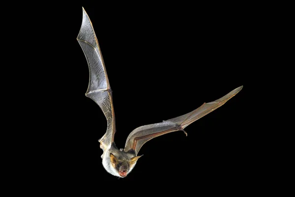 Murciélago Volador Con Fondo Negro Miotis Miotis — Foto de Stock