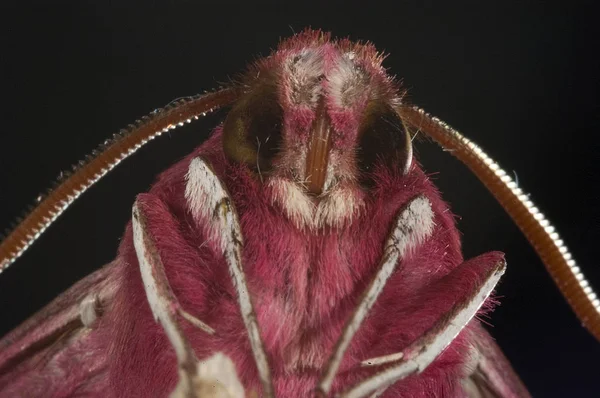 Havik Deilephila Porcellus Close — Stockfoto