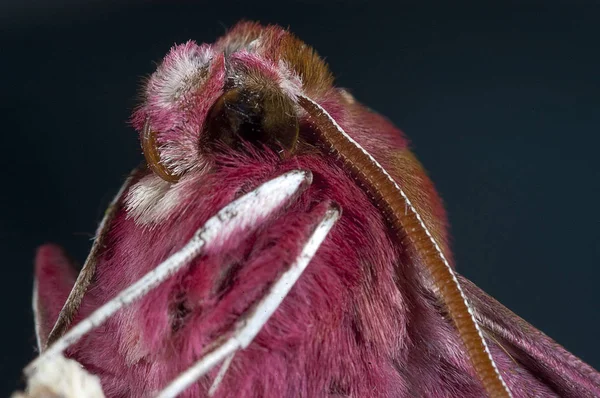 Ćma Deilephila Porcellus Zbliżenie — Zdjęcie stockowe