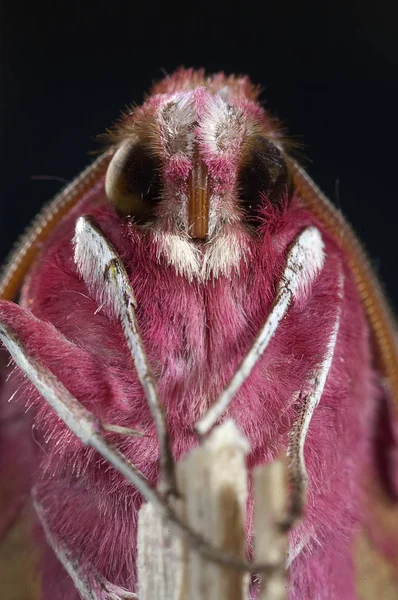 Γεράκι Νυχτοπεταλούδα Deilephila Porcellus — Φωτογραφία Αρχείου