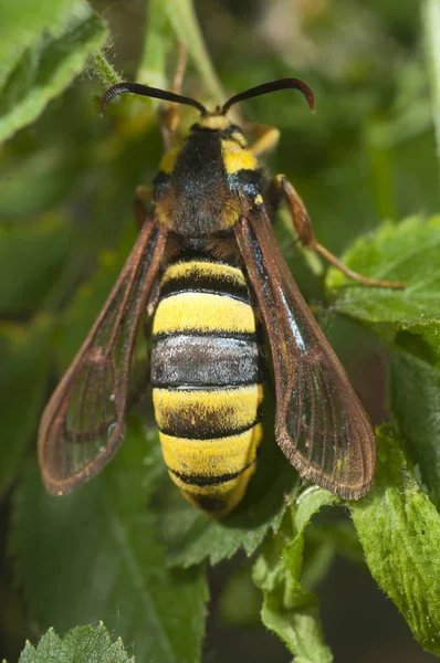 Moth Szerszeni Sesia Apiformis Motyl — Zdjęcie stockowe