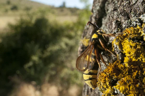 Hornet Moth Sesia Apiformis Butterfly — Stock Photo, Image