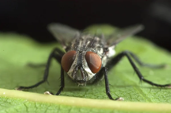 House Fly Musca Domestica Close — Stock Photo, Image