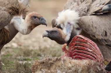 Griffon Vulture (Gyps fulvus) leş, kemik ve et yiyor